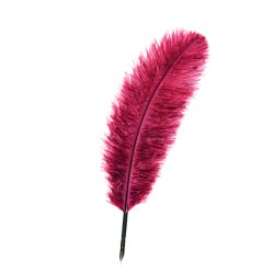 Quill Pen - Decorative - Assorted Colours 1